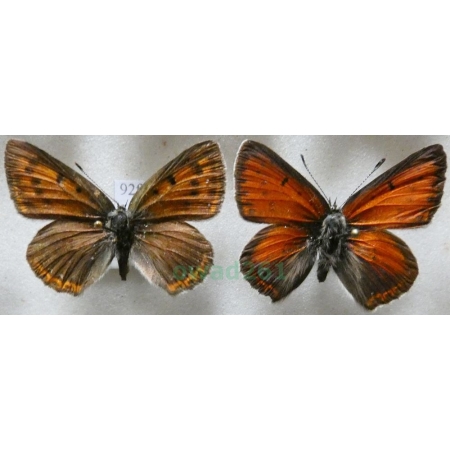 Lycaena hippothoe (Linnaeus, 1761) pair Czerwończyk płomieniec Czech, Slovakia92f